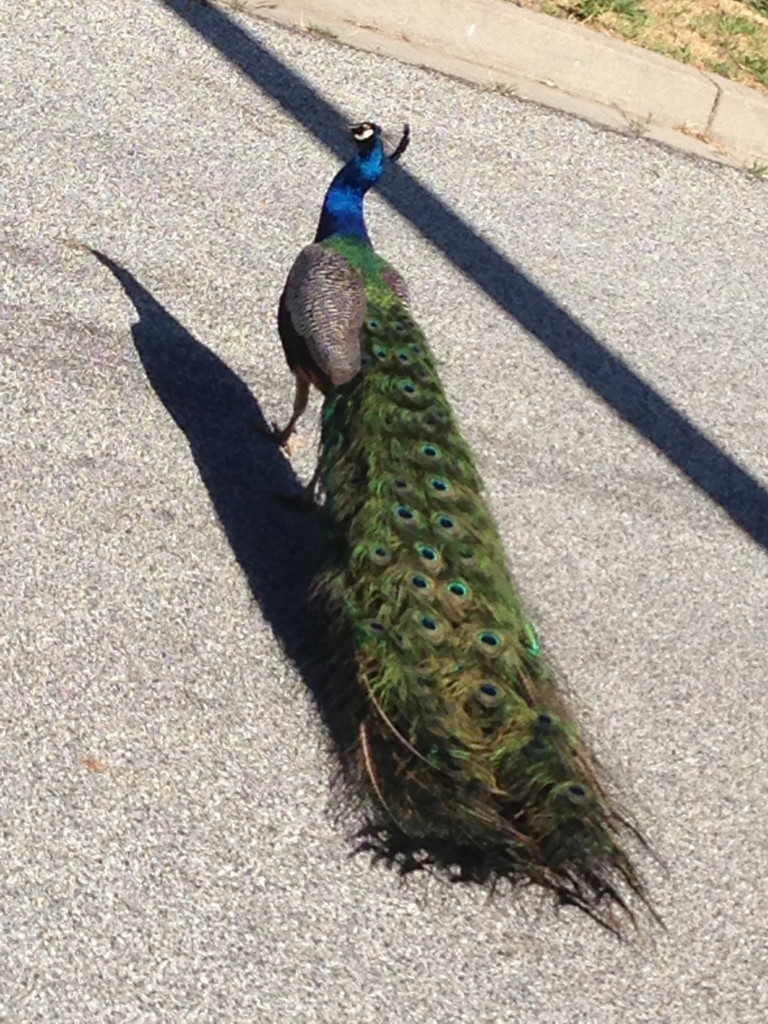 Why did the peacock cross the road? 